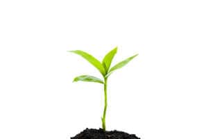 Eco-Friendly Soil Food Products Article Thubnail