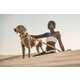 Luxe Pet Fashion Houses Image 1