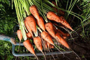 True Carbon-Neutral Carrots Article Thubnail