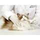 Purring Pet Care Devices Image 8